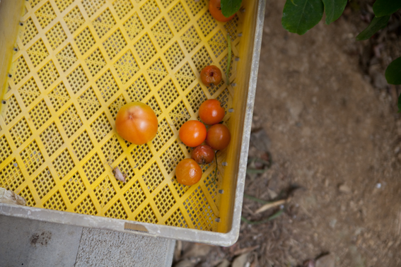 0127tomato.jpg