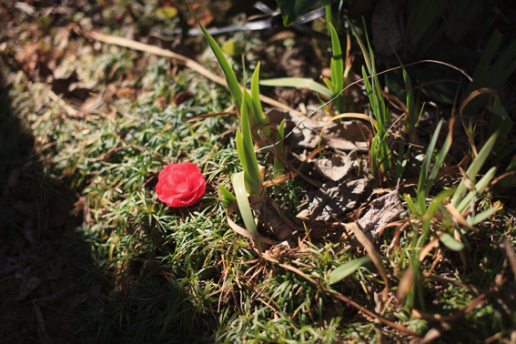 0219flower.jpg