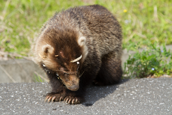 0410tanuki.jpg