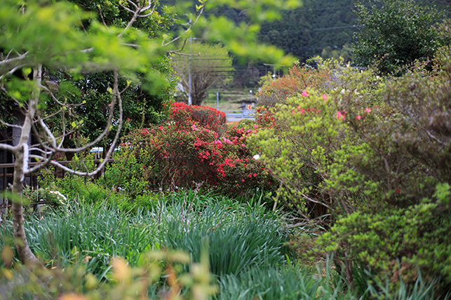 0413flower.jpg