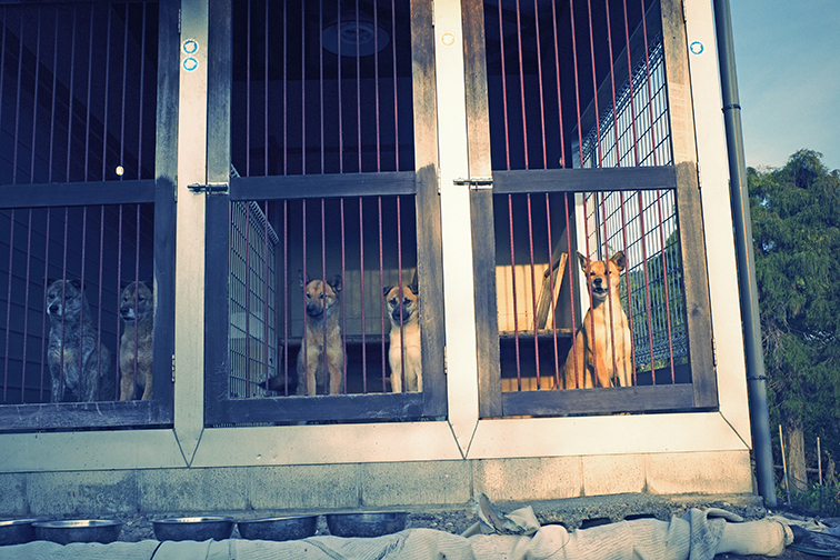 0420barking_dog.jpg