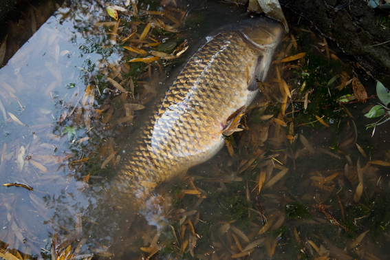 0509koi.jpg