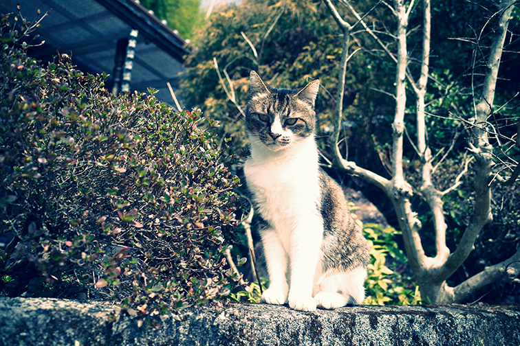 0512cat.jpg
