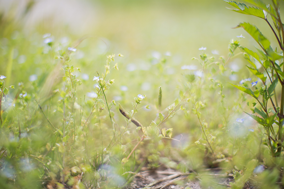 0517green_2.jpg