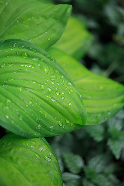 0607garden.jpg