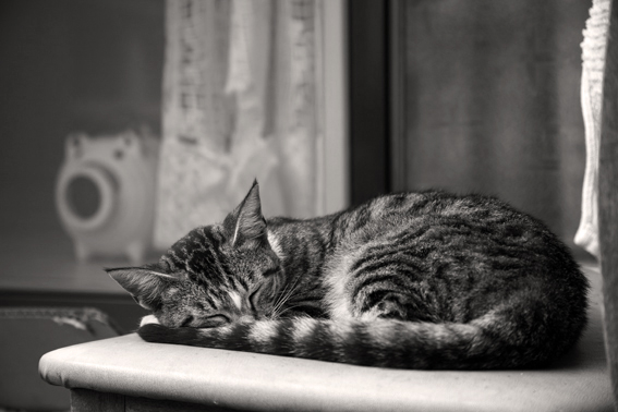 061008kuro-1.jpg