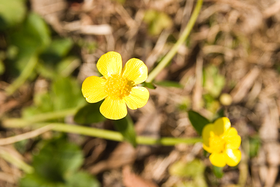 070206arasenite02.jpg
