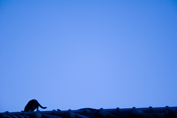 070305pinkontheroof.jpg