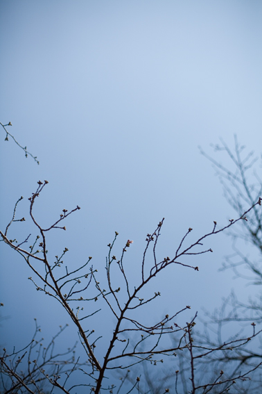 070324someiyoshino.jpg