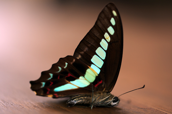 0708aosujiageha.jpg