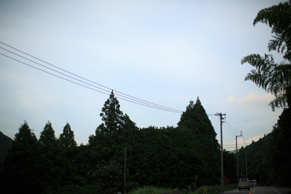 0719kittytree.jpg