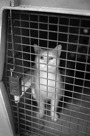 080610shiroyama.jpg