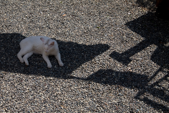 080622shiroyama2.jpg