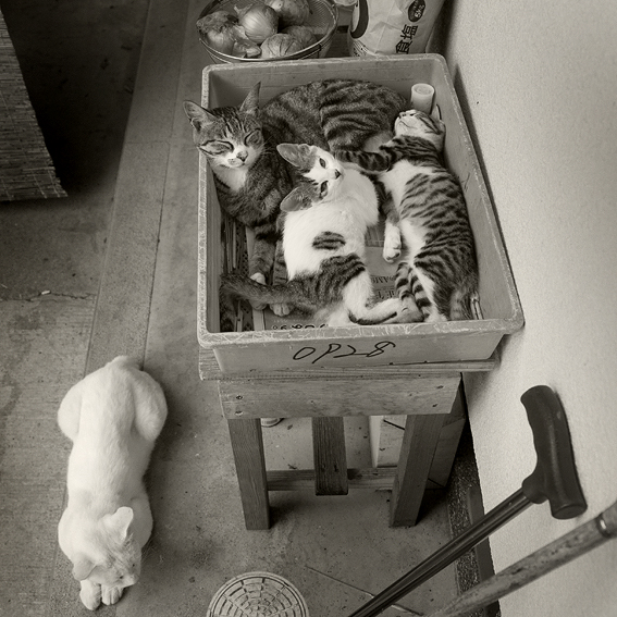 080807cats.jpg