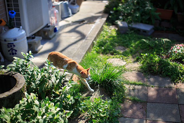 0813cat.jpg