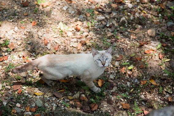 0814cat.jpg