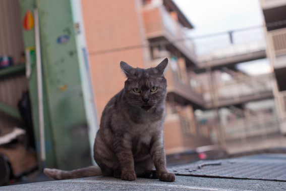 1031saito'scat.jpg