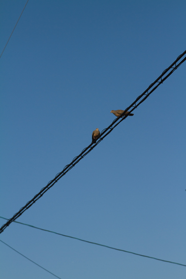 1101yoshinaga.jpg