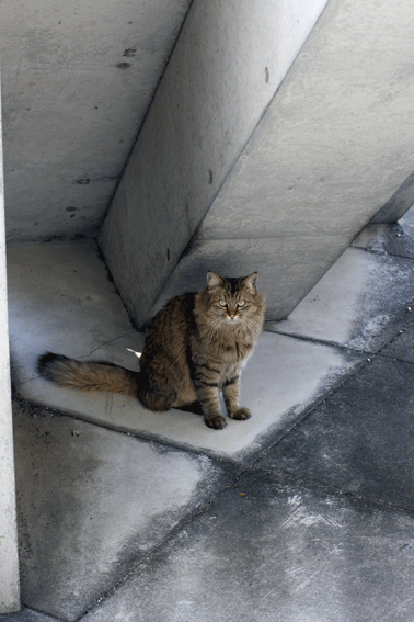 cat01.gif